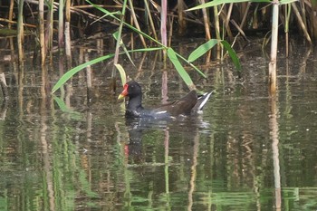 Common Moorhen Tokyo Port Wild Bird Park Mon, 4/29/2024