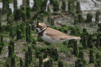 コチドリ 東京港野鳥公園 2024年4月29日(月)