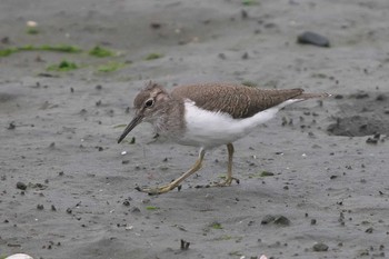 イソシギ 東京港野鳥公園 2024年4月29日(月)