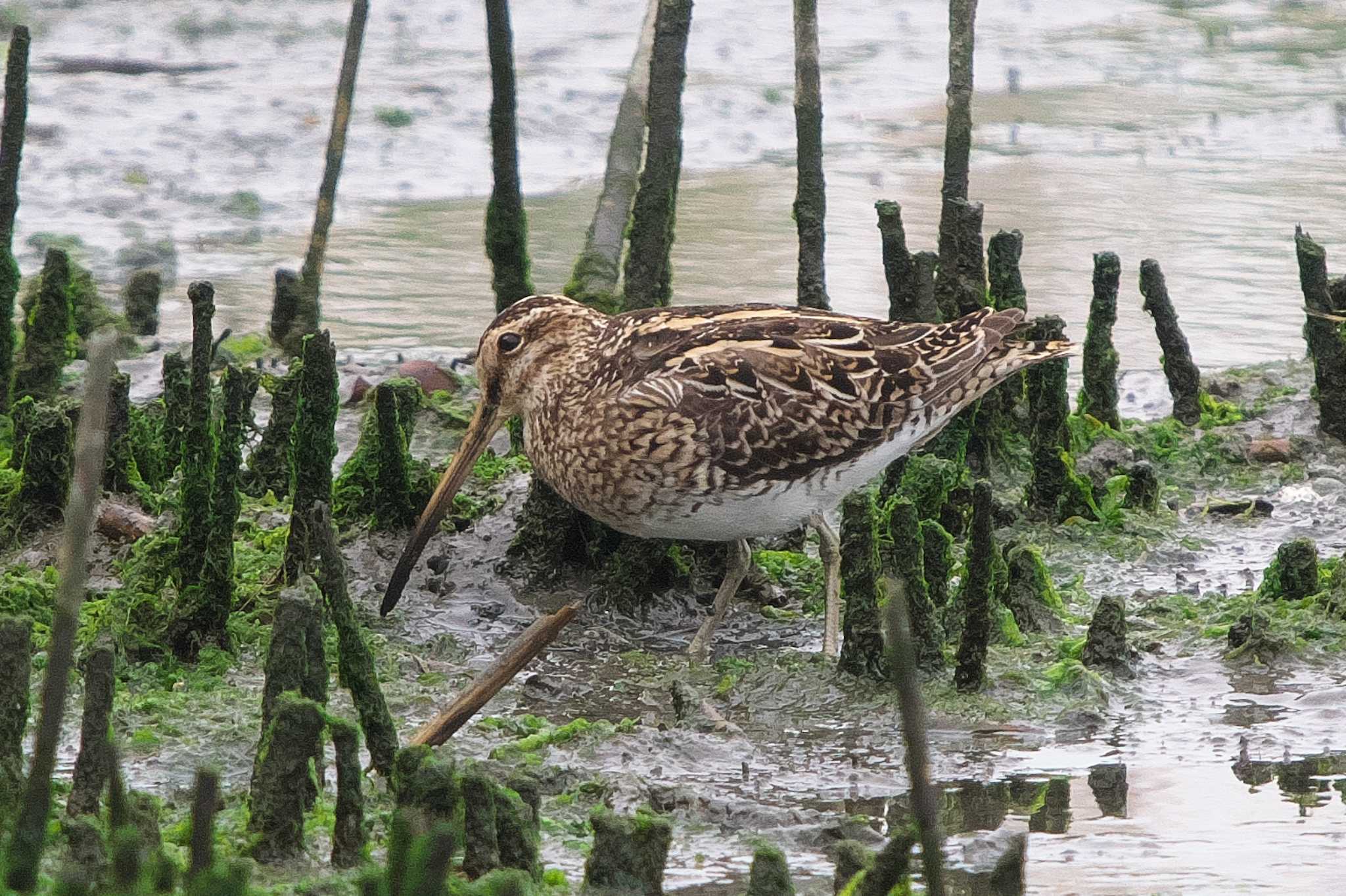 Photo of Common Snipe at Tokyo Port Wild Bird Park by Y. Watanabe