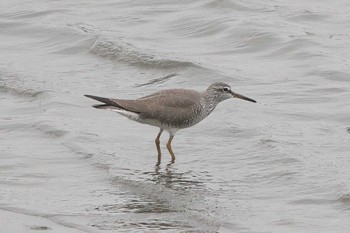 Grey-tailed Tattler Tokyo Port Wild Bird Park Mon, 4/29/2024