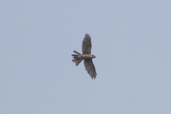 オオタカ 東京港野鳥公園 2024年4月29日(月)