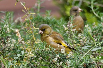 Grey-capped Greenfinch 京田辺市 Mon, 4/29/2024