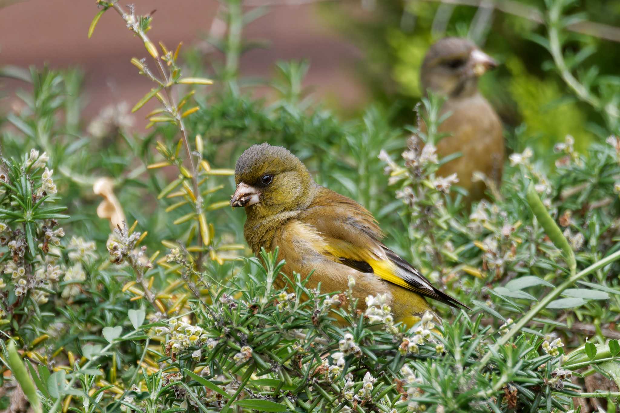 Photo of Grey-capped Greenfinch at 京田辺市 by Syun