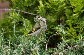 Grey-capped Greenfinch 京田辺市 Mon, 4/29/2024