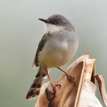 Grey-breasted Prinia Tham Pla National Park Wed, 4/10/2024