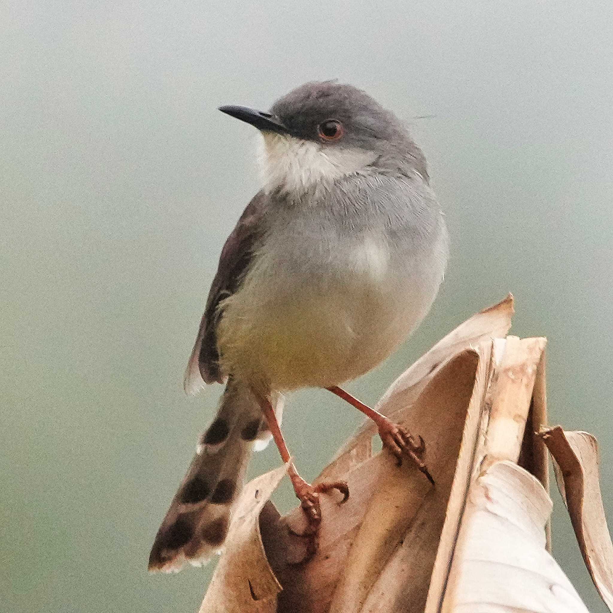 Grey-breasted Prinia