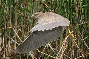 Black-crowned Night Heron Ukima Park Mon, 4/29/2024