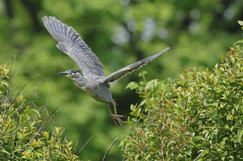 2024年4月29日(月) 都立浮間公園の野鳥観察記録