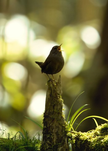 Eurasian Wren アテビ平小鳥の森 Sun, 4/28/2024