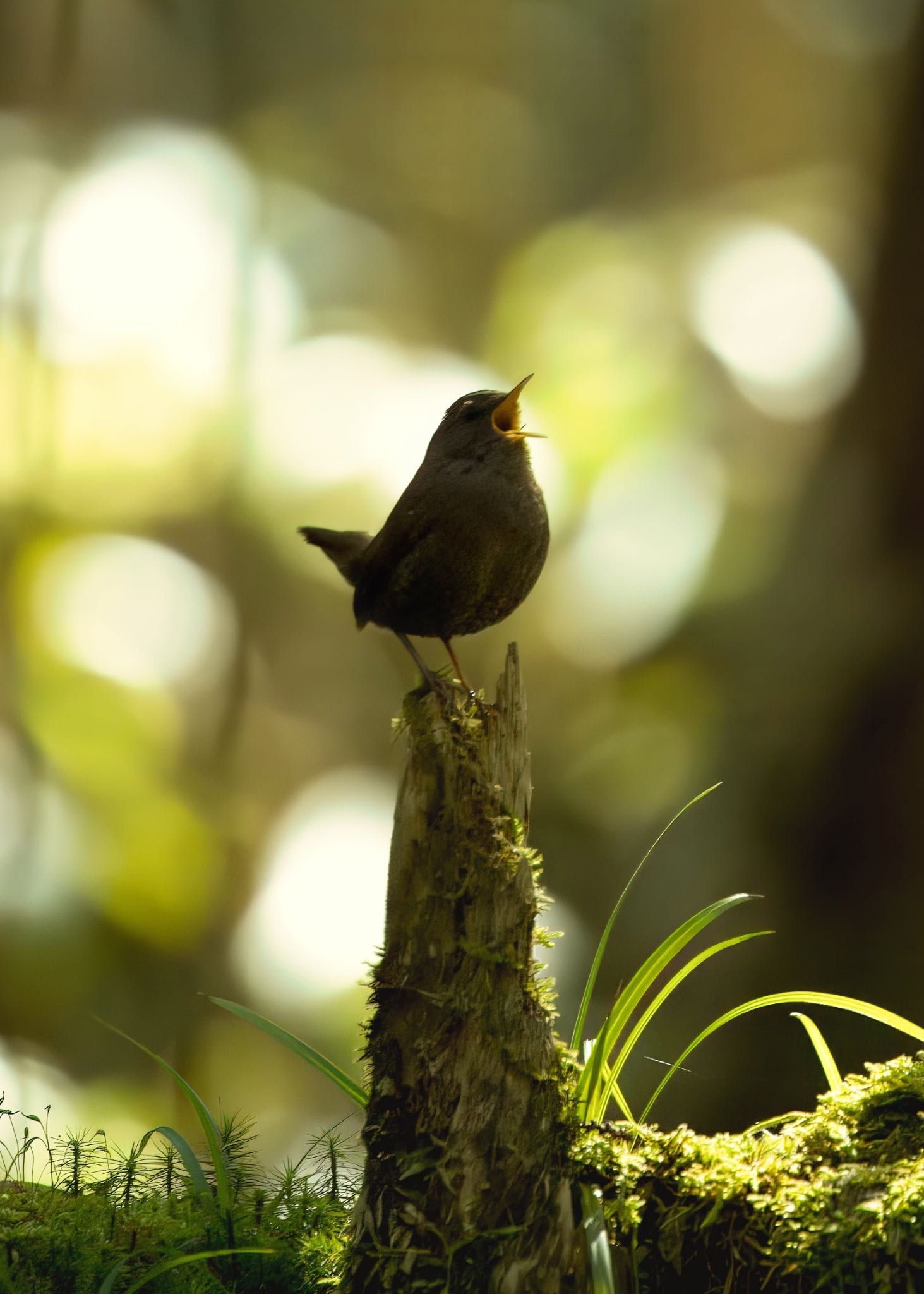 アテビ平小鳥の森 ミソサザイの写真 by MoMoの野鳥記録🦅(๑>◡<๑)