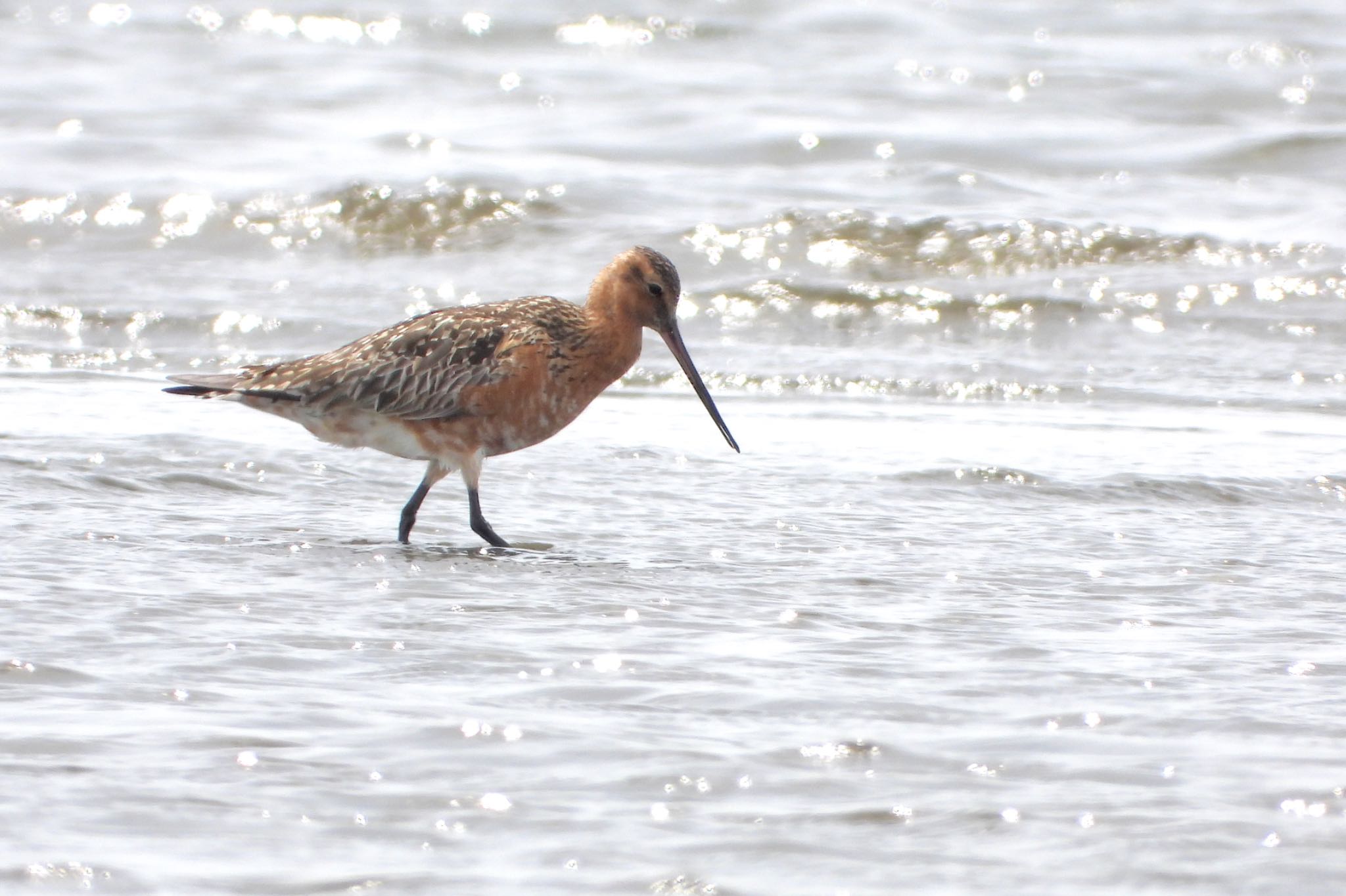 Photo of Bar-tailed Godwit at 千葉県 by biglife_birds