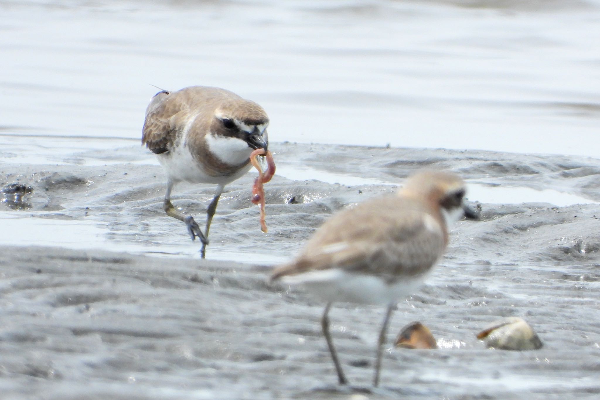 Photo of Siberian Sand Plover at 千葉県 by biglife_birds