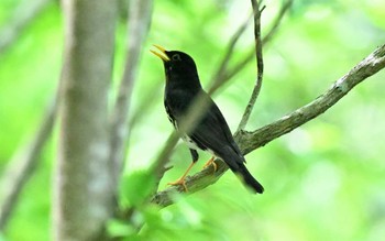 Japanese Thrush 金沢林道 Mon, 4/29/2024