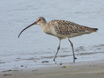 Far Eastern Curlew 大阪府阪南市 Sat, 3/30/2024