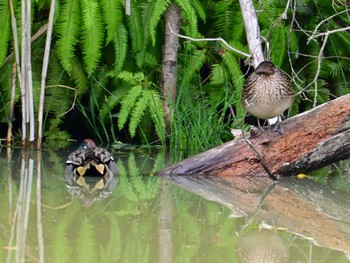 Eurasian Teal 大和民俗公園 Sat, 4/27/2024