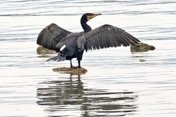 Great Cormorant 愛媛県 Mon, 4/29/2024