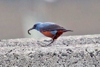 Blue Rock Thrush 愛媛県 Mon, 4/29/2024