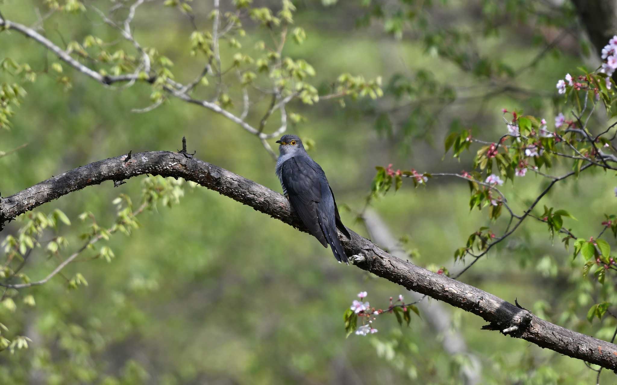 Photo of Oriental Cuckoo at 南相馬市 by しげじー
