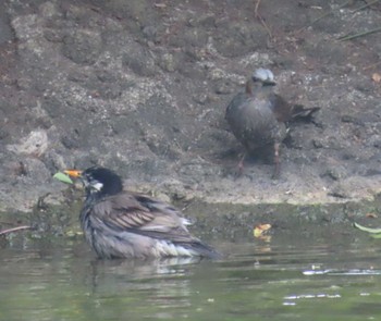 White-cheeked Starling Ukima Park Mon, 4/29/2024