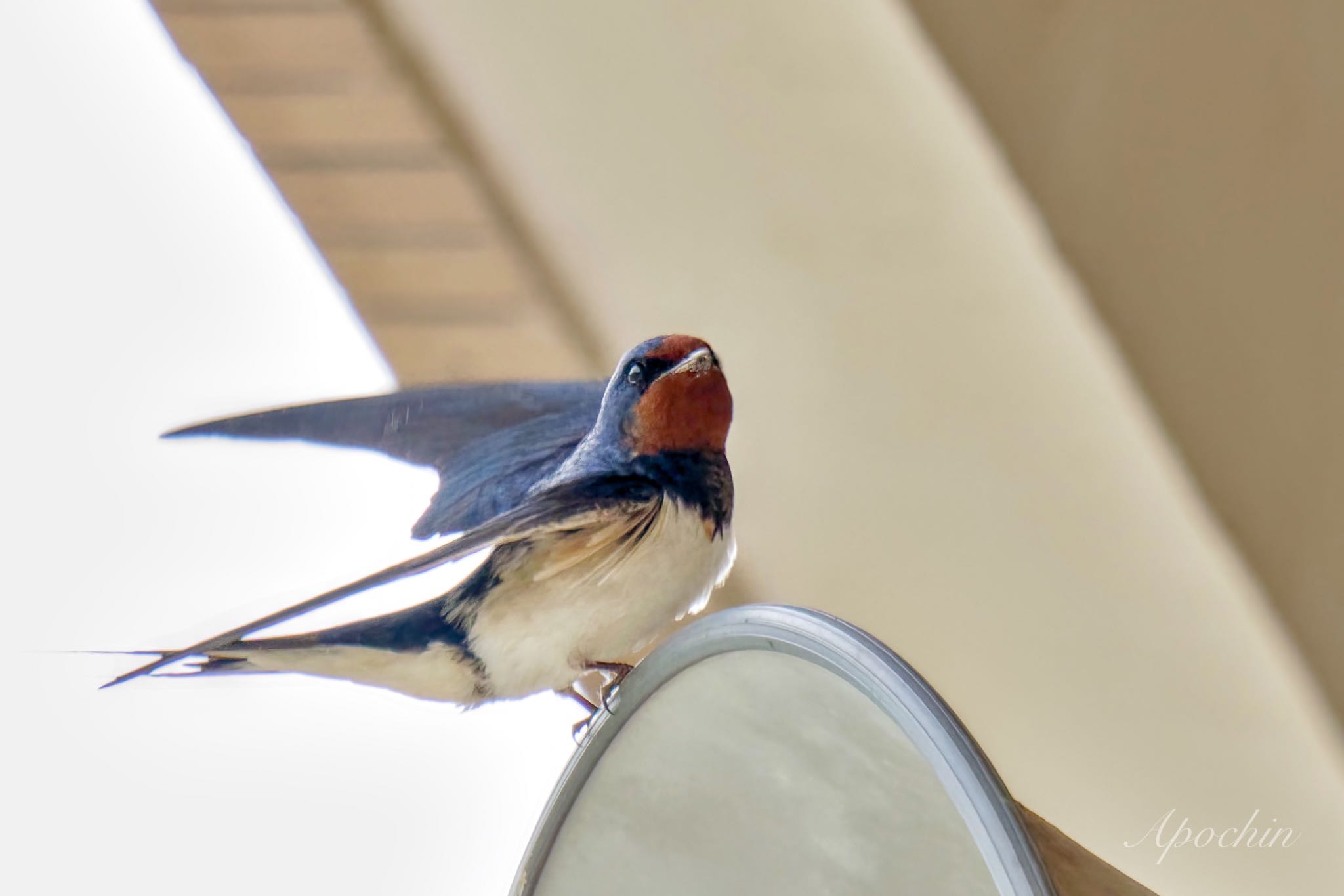 Barn Swallow