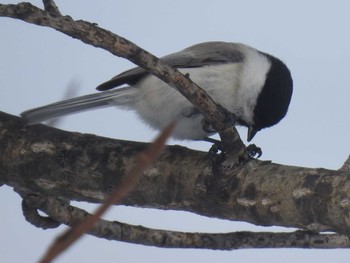 ハシブトガラ 札幌モエレ沼公園 2024年2月14日(水)