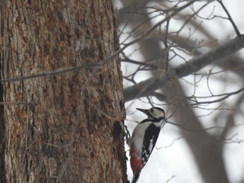 Great Spotted Woodpecker(japonicus) 札幌モエレ沼公園 Wed, 2/14/2024