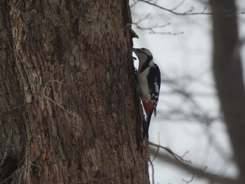 Great Spotted Woodpecker(japonicus) 札幌モエレ沼公園 Wed, 2/14/2024