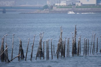 アジサシ 葛西臨海公園 2024年4月28日(日)