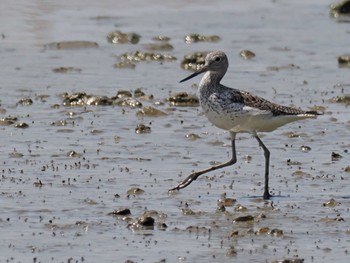 Common Greenshank Kasai Rinkai Park Sun, 4/28/2024