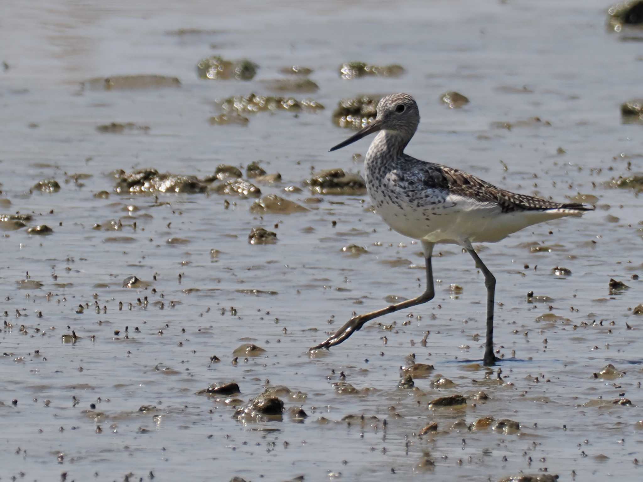 Common Greenshank