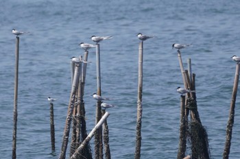 アジサシ 葛西臨海公園 2024年4月28日(日)