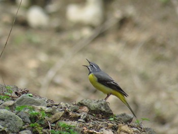 Grey Wagtail 金沢林道 Mon, 4/29/2024