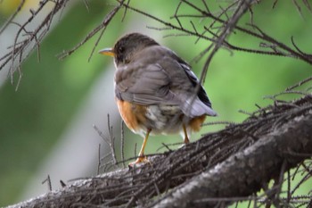 Brown-headed Thrush 札幌モエレ沼公園 Tue, 4/30/2024