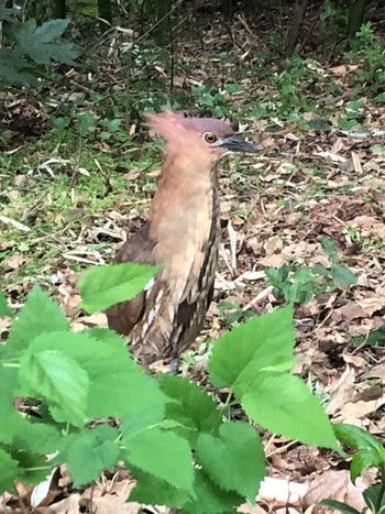 Japanese Night Heron Ukima Park Sun, 4/21/2024