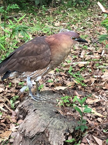 Japanese Night Heron Ukima Park Sun, 4/21/2024