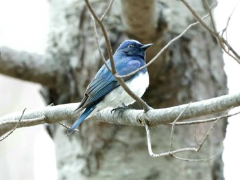 Blue-and-white Flycatcher 豊平公園(札幌市) Tue, 4/30/2024