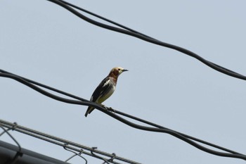 Chestnut-cheeked Starling 弘前市 Mon, 4/29/2024