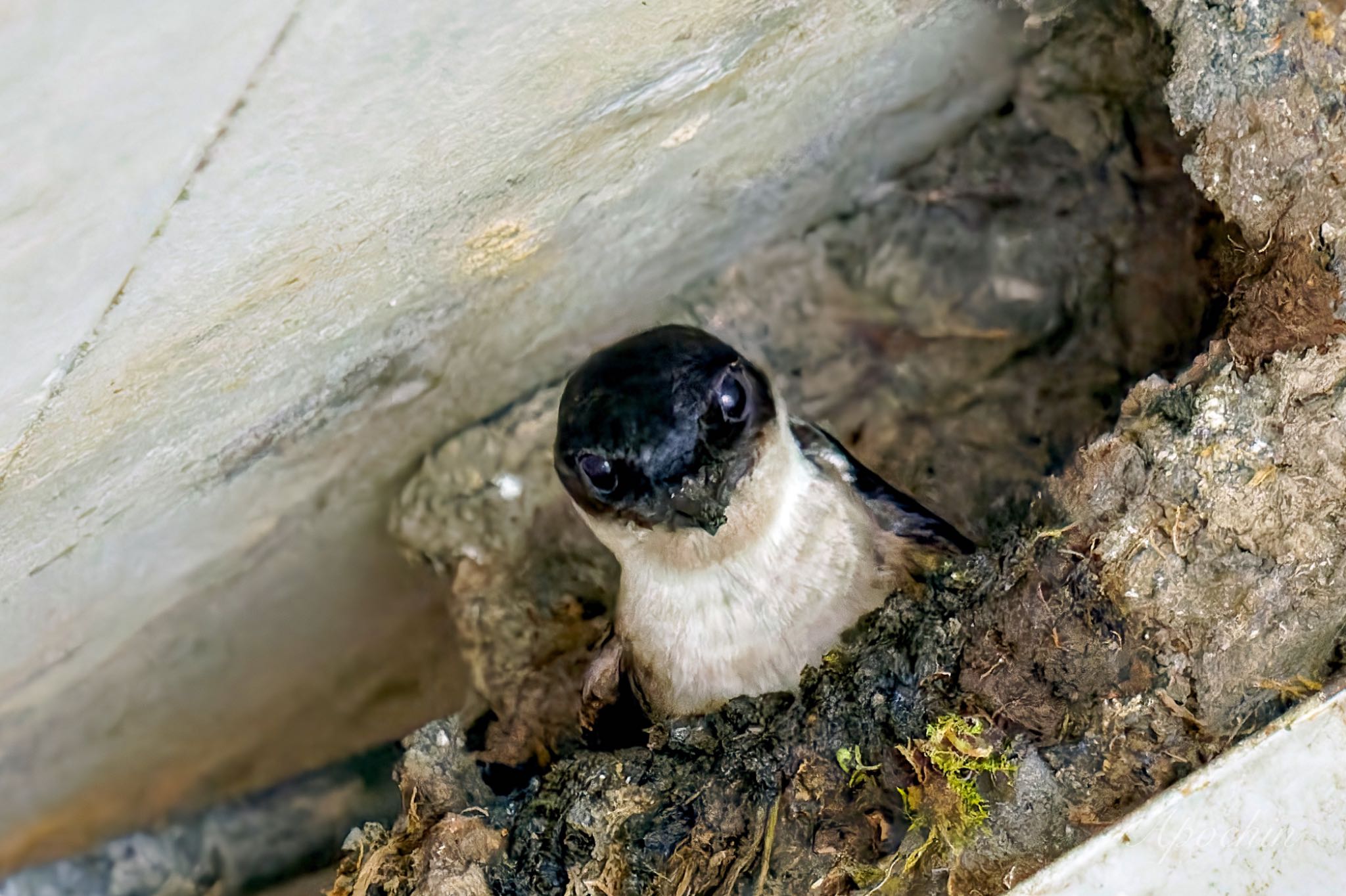 Asian House Martin