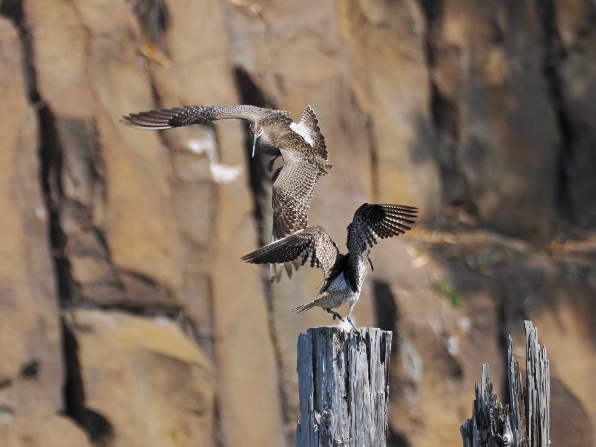 Photo of Eurasian Whimbrel at Kasai Rinkai Park by ごろぞー