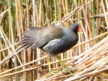 Common Moorhen Ukima Park Mon, 4/29/2024