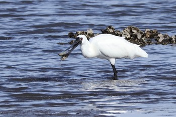 Black-faced Spoonbill Kasai Rinkai Park Sat, 4/13/2024