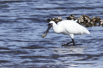 Black-faced Spoonbill Kasai Rinkai Park Sat, 4/13/2024