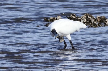 Black-faced Spoonbill Kasai Rinkai Park Sat, 4/13/2024