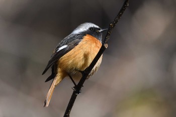 Daurian Redstart Hayatogawa Forest Road Sun, 3/3/2024