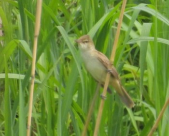 Oriental Reed Warbler Watarase Yusuichi (Wetland) Mon, 4/29/2024