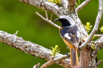 Daurian Redstart 北杜市 Mon, 4/29/2024