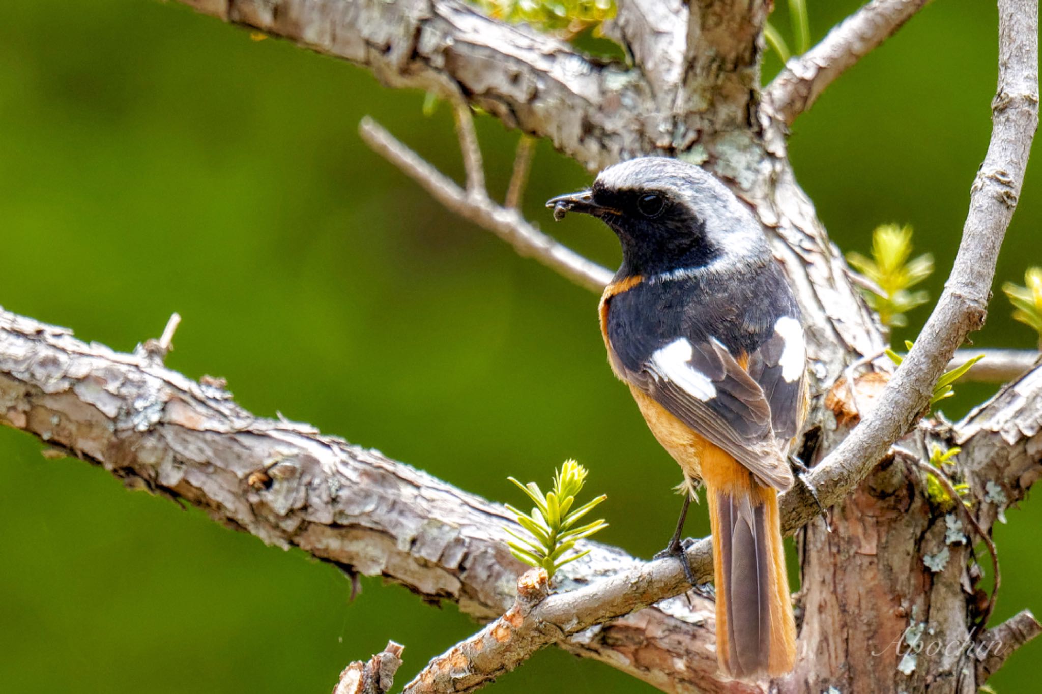 Daurian Redstart