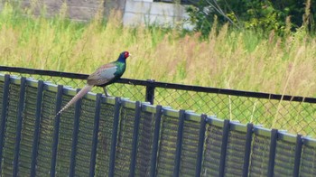 Green Pheasant 奈良市水上池 Sun, 4/28/2024