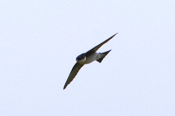 Asian House Martin 玉川(厚木市) Mon, 4/29/2024